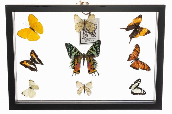- The Butterfly Connection - 9 Count Real Framed Butterflies (8x12) 1 Sunset Moth 8 mixed butterflies