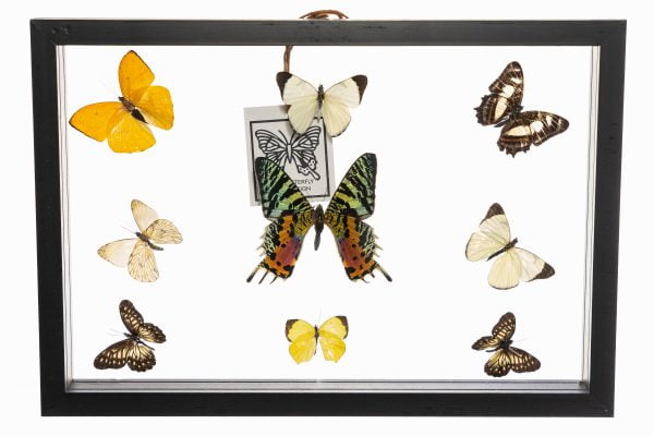 - The Butterfly Connection - 9 Count Real Framed Butterflies (8x12) 1 Sunset Moth 8 mixed butterflies