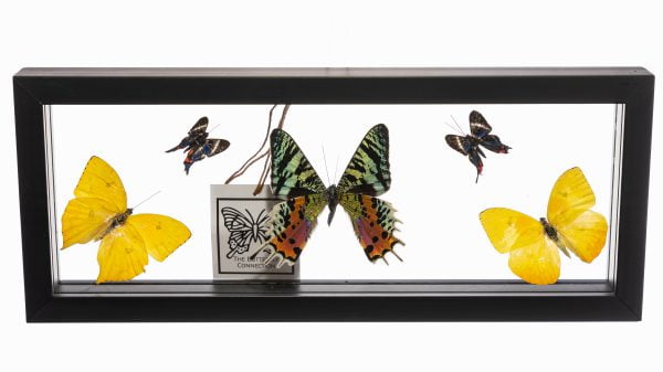 - The Butterfly Connection - 5 Count Real Framed Butterflies (12.5x4.5) 1 Sunset Moth 4 mixed butterflies