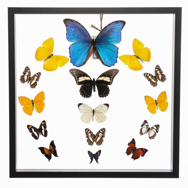 - The Butterfly Connection - 15 Count Real Framed Butterflies (16x16) 1 Morpho 14 mixed butterflies