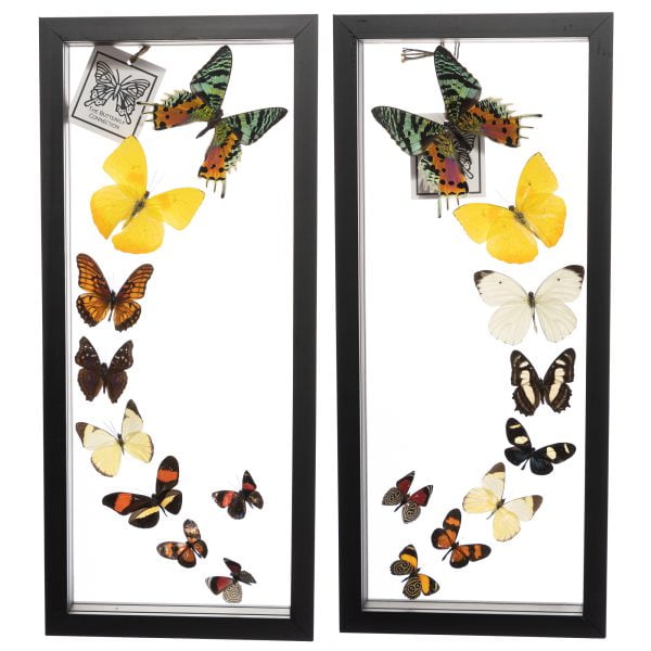- The Butterfly Connection - 18 Count Real Framed Butterflies (15x12) 2 Sunset Moths 16 mixed Butterflies