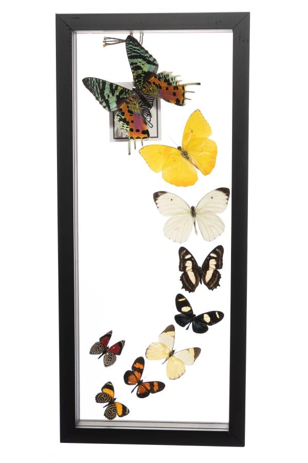 - The Butterfly Connection - 18 Count Real Framed Butterflies (15x12) 2 Sunset Moths 16 mixed Butterflies