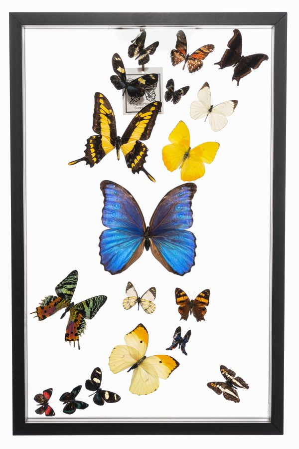 - The Butterfly Connection - 18 Count Real Framed Butterflies (19x12)One Blue Morpho One Chrysiridia rhipheus, the Madagascan sunset moth framed butterflies
