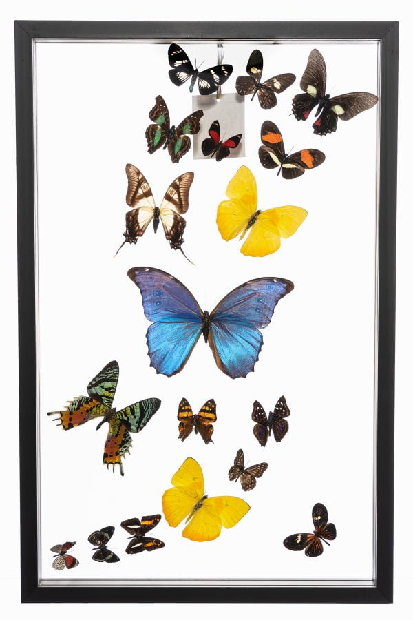 - The Butterfly Connection - 18 Count Real Framed Butterflies (19x12)One Blue Morpho One Chrysiridia rhipheus, the Madagascan sunset moth framed butterflies