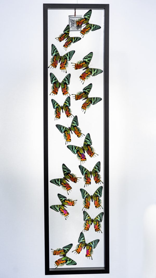 - The Butterfly Connection - 16 Count Madagascar Sunset Moth Urania Rypheus 8x36