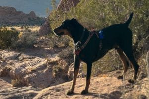 Sharky, a rescued Doberman and the heart of The Butterfly Connection