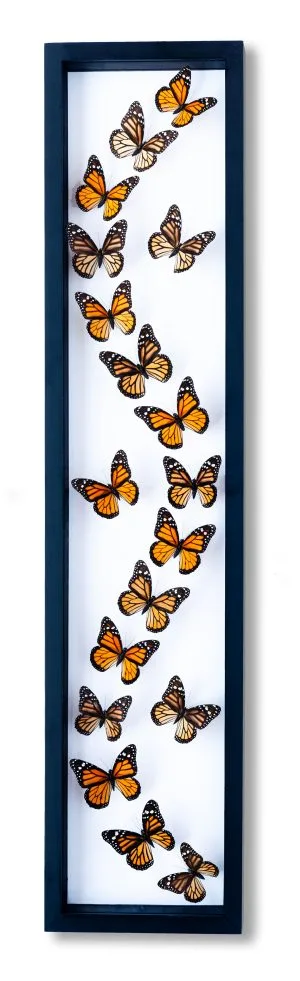 18 Count Monarch Limited Edition Real Glass Framed Butterflies 8x36