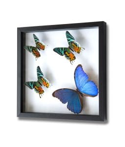 5 Exotic Butterflies That Look Too Beautiful to Be Real - - The Butterfly Connection -