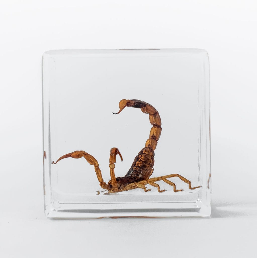- The Butterfly Connection - Real Resin-Encased Scorpions Are This Season’s Darkest Décor Trend