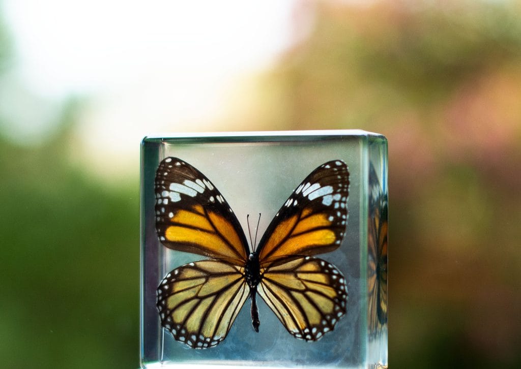 Resin Encased Monarch