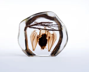Resin Encased Bat, Preserved Bat