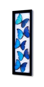 The Most Expensive Butterflies in the World — and Why Collectors Prize Them - The Most Expensive Butterflies in the World — and Why Collectors Prize Them - - The Butterfly Connection -