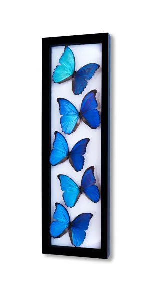 5 Count Morpho Limited Edition Real Glass Framed Butterflies 8x26