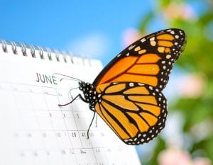 Monarch
