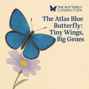 Blog - - The Butterfly Connection - Blog