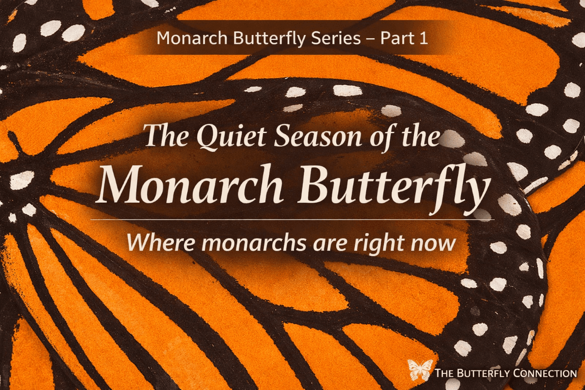 The Quiet Season of the Monarch Butterfly blog feature image with monarch butterfly wing background