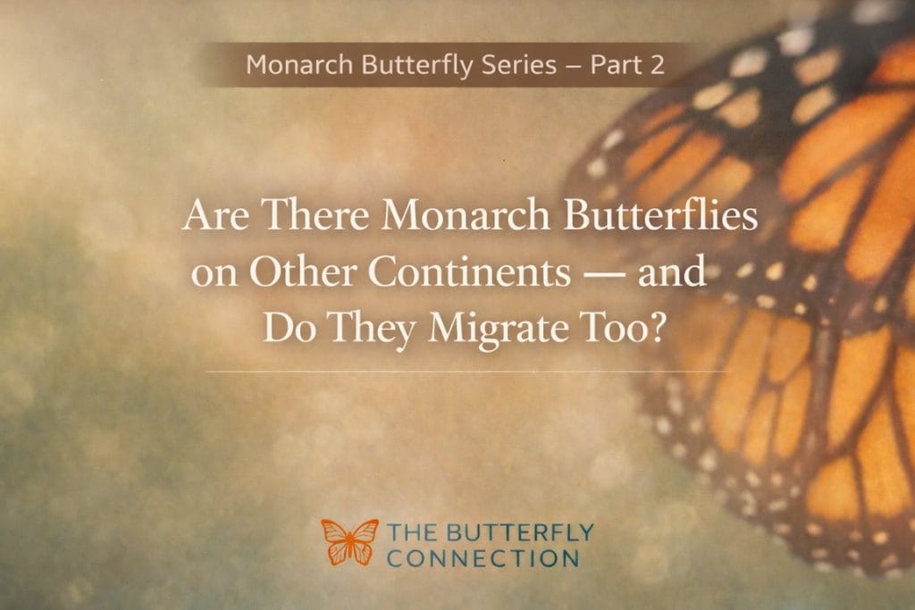 Are There Monarch Butterflies on Other Continents and Do They Migrate Too blog feature image