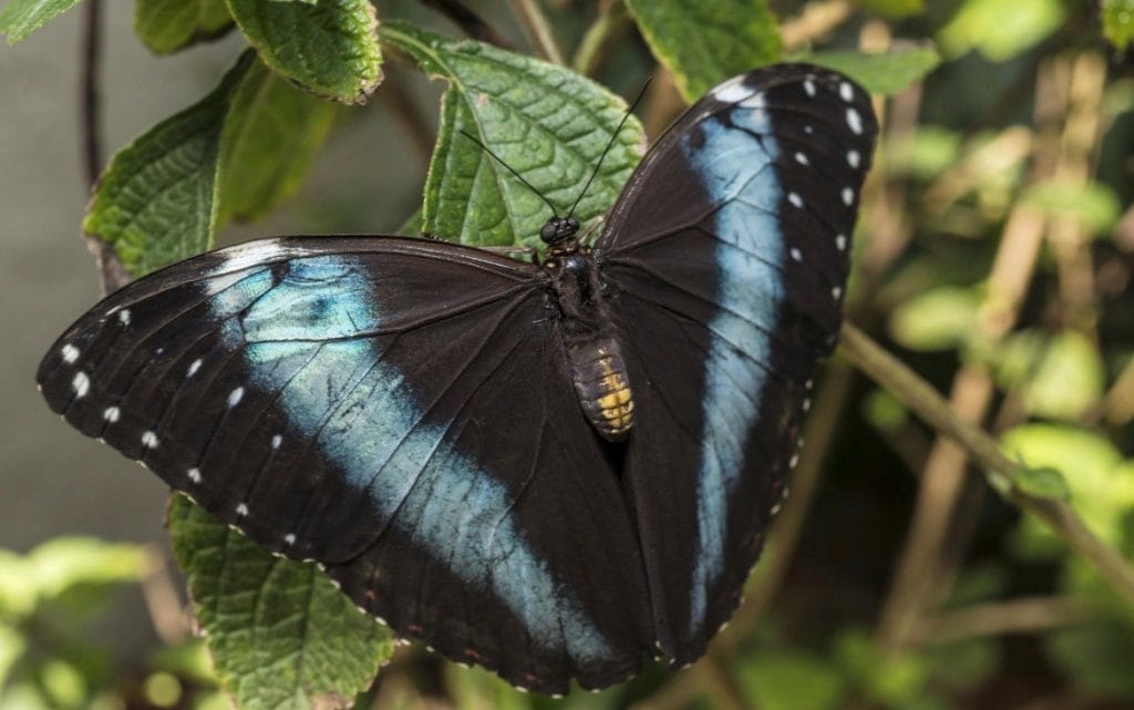 Blue Banded Morpho butterfly with iridescent blue band across dark wings.