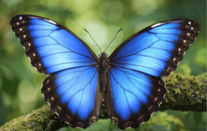 Blue Morpho butterfly with iridescent blue wings