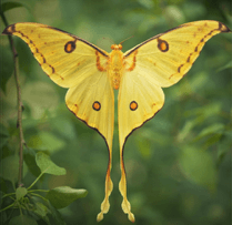Madagascan Comet Moth with long tail wings