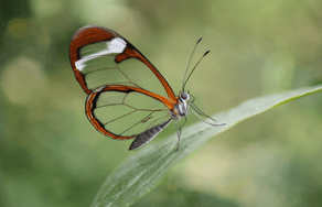 Glasswing butterfly with transparent wings
