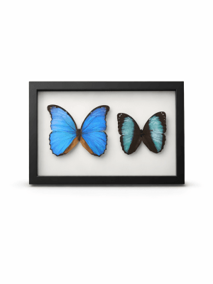 2 Count Frame 1 Blue Morpho & 1 Morpho Achilles “The Blue-Banded Morpho”