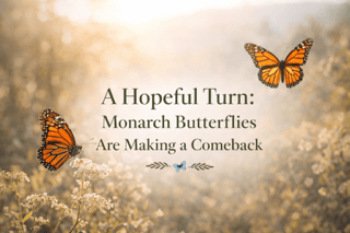 A Hopeful Turn: Monarch Butterflies Are Making a Comeback - - The Butterfly Connection -