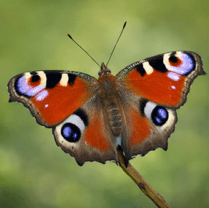 Peacock butterfly with eye spot wing pattern