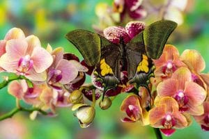 The Most Expensive Butterflies in the World — and Why Collectors Prize Them - The Most Expensive Butterflies in the World — and Why Collectors Prize Them - - The Butterfly Connection -