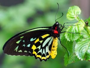 The Most Expensive Butterflies in the World — and Why Collectors Prize Them - Queen Alexandra's Birdwing (Male)