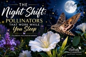 Hawk moth pollinating a white moonflower at night during Pollinator Month, highlighting the importance of nocturnal pollinators.