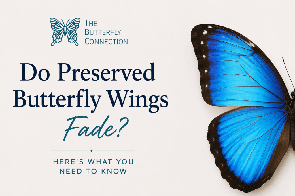 Do Preserved Butterfly Wings Fade? Here's What You Need to Know - Do Preserved Butterfly Wings Fade? Here's What You Need to Know - - The Butterfly Connection -