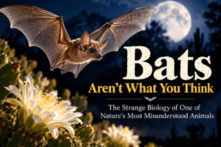 Blog - Blog - - The Butterfly Connection -