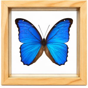 1 Blue Morpho 7x7