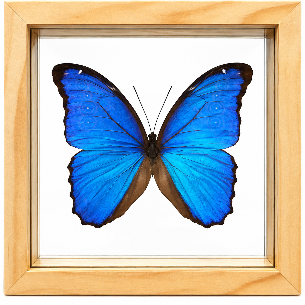 1 Blue Morpho 7x7 - 1 Blue Morpho 7x7