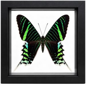 Real Green Urania Moth – Framed Exotic Moth Specimen | Butterfly Wall Art
