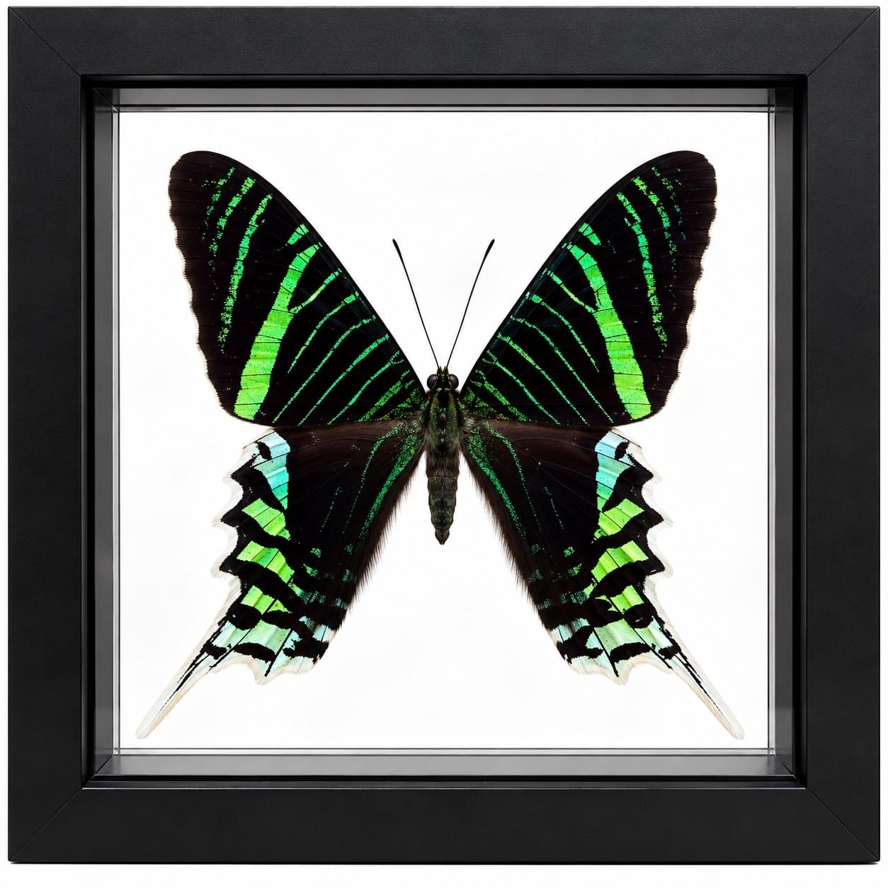 Real Green Urania Moth – Framed Exotic Moth Specimen | Butterfly Wall Art - Real Green Urania Moth – Framed Exotic Moth Specimen | Butterfly Wall Art