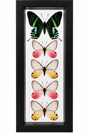 Home - Real Green Urania Moth Glasswing Butterflies | Framed Exotic Butterfly Wall Art 5 x 12.5