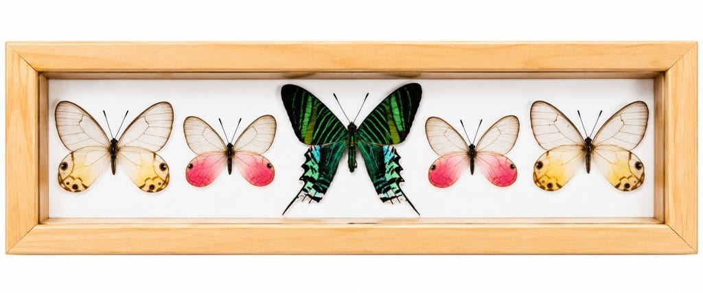 The Butterfly You Can See Through: How Glasswings Hide in Plain Sight - The Butterfly You Can See Through: How Glasswings Hide in Plain Sight - - The Butterfly Connection -