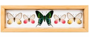 Home - Real Green Urania Moth Glasswing Butterflies | Framed Exotic Butterfly Wall Art 5 x 12.5