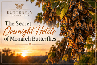 Blog - Blog - - The Butterfly Connection -