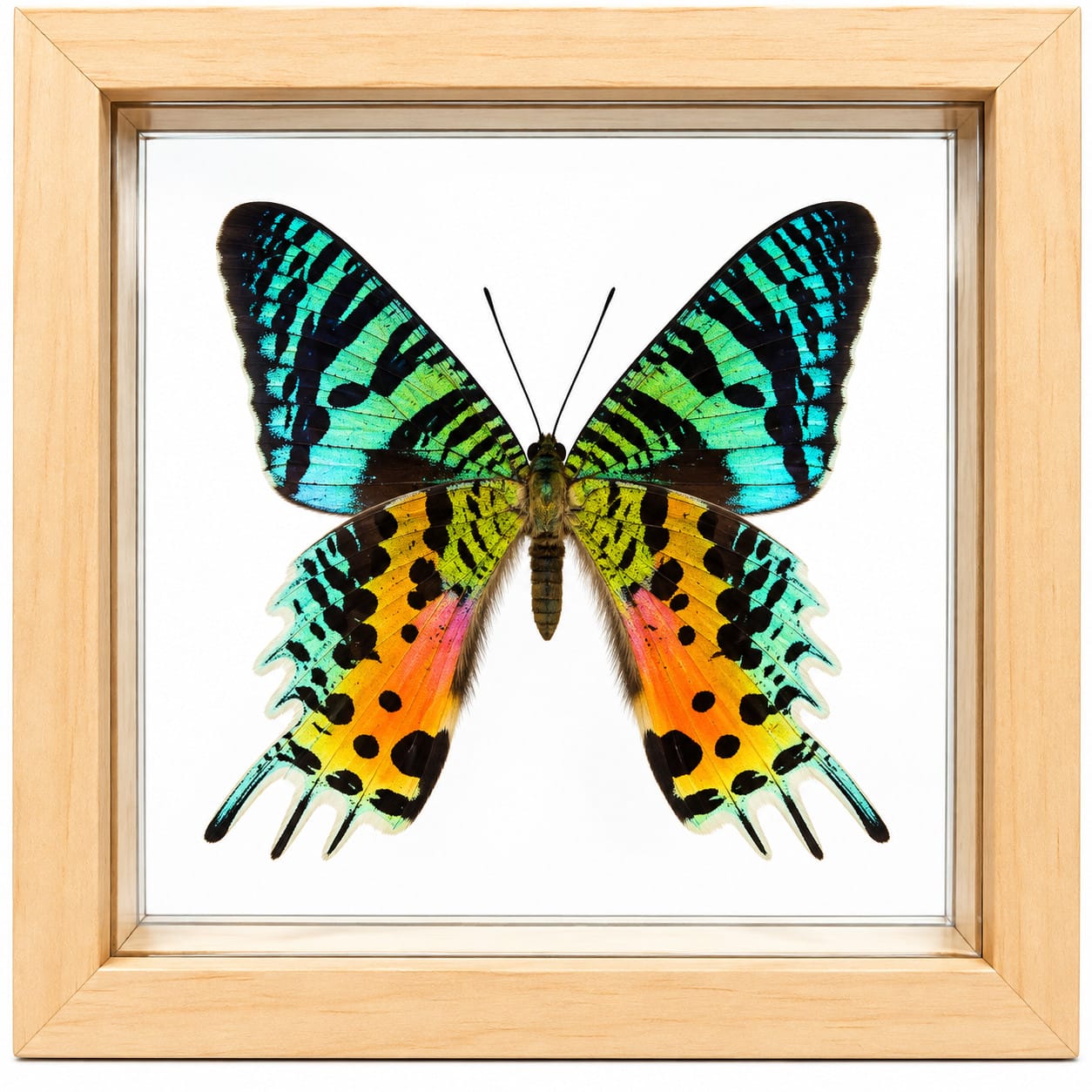 Real Madagascar Sunset Moth Framed 6x6 Urania Ripheus Butterfly Wall Art Exotic Insect Specimen Nature Decor Unique Gift - Real Madagascar Sunset Moth Framed 6x6 Urania Ripheus Butterfly Wall Art Exotic Insect Specimen Nature Decor Unique Gift