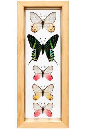 Home - Real Green Urania Moth & Glasswing Butterflies | Framed Exotic Butterfly Wall Art 5 x 12.5