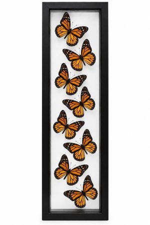8 Real Monarch Butterflies in Tall Glass Frame | Preserved Butterfly Wall Art 6x19